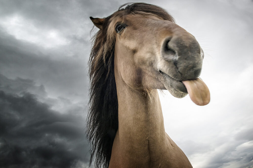 Cavallo islandese espressione divertente. Cavalli islandesi. Viaggio fotografico in Islanda