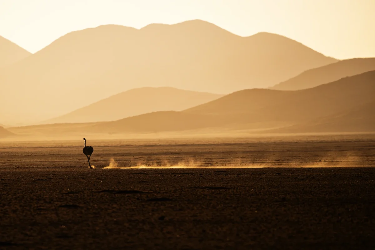 Struzzo solitario nel deserto della Namibia — il pocket visivo è il tempo che lo sguardo impiega per raggiungere il soggetto