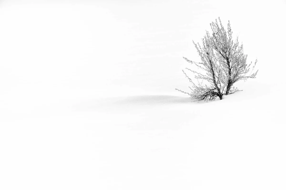 Albero solitario nel paesaggio di Yellowstone con spazio negativo e respiro visivo — esempio di pocket visivo in fotografia