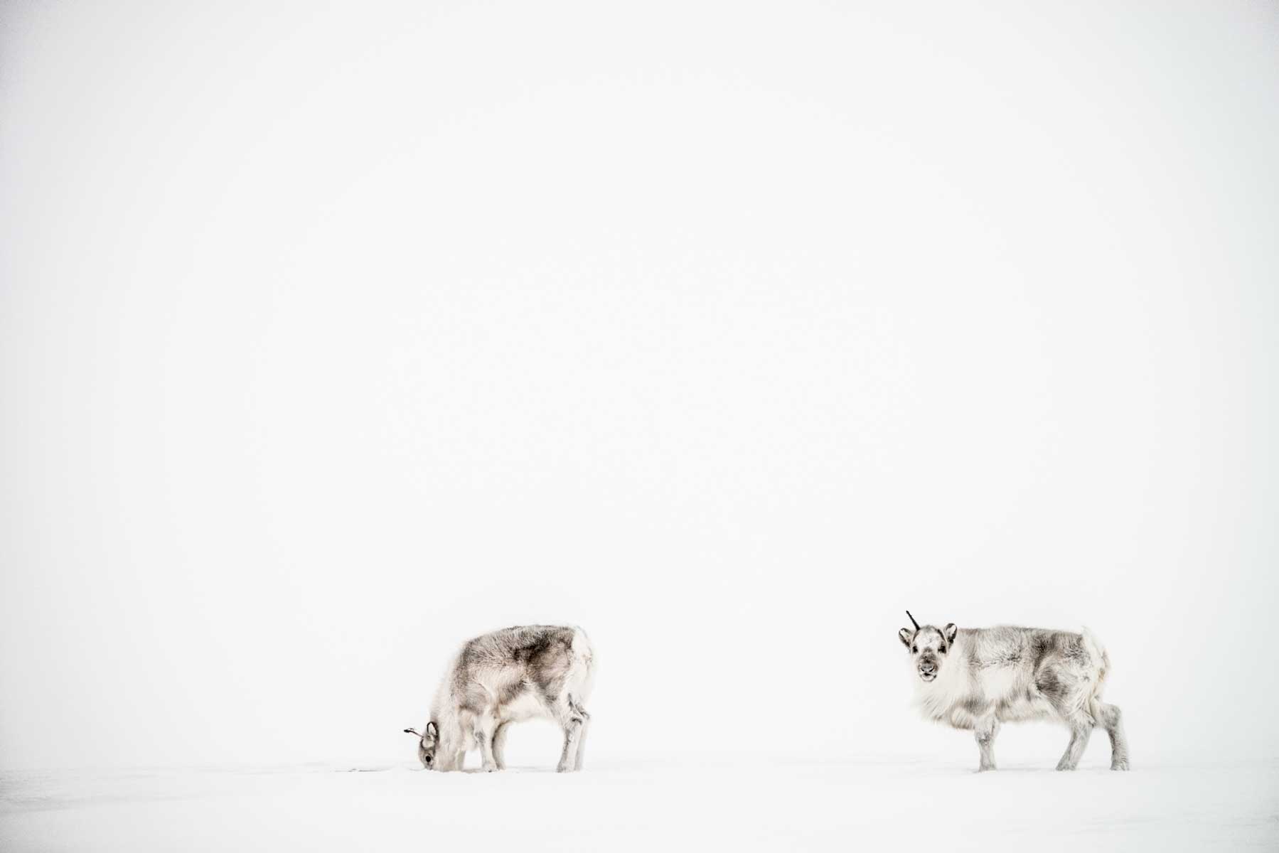 1-renne-svalbard-reideer