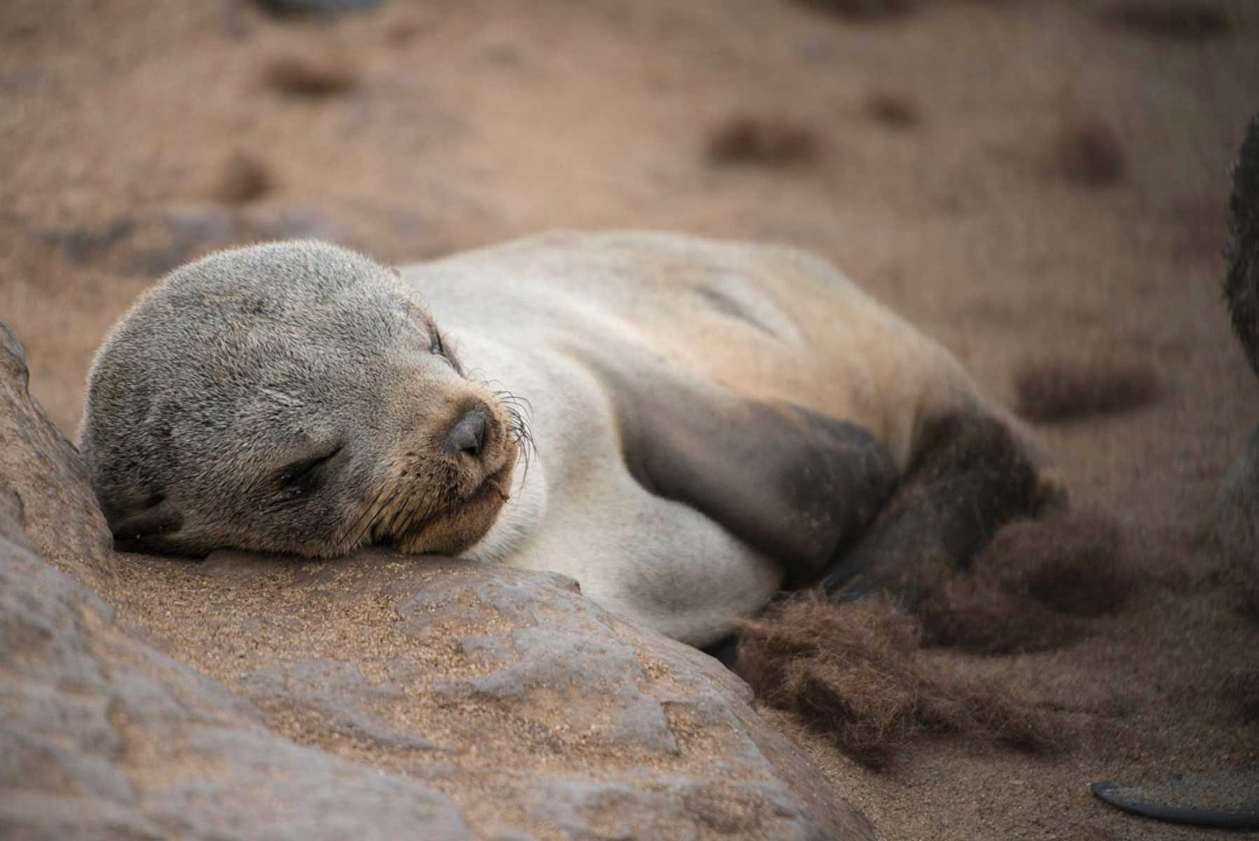 13-foca-namibiajpg