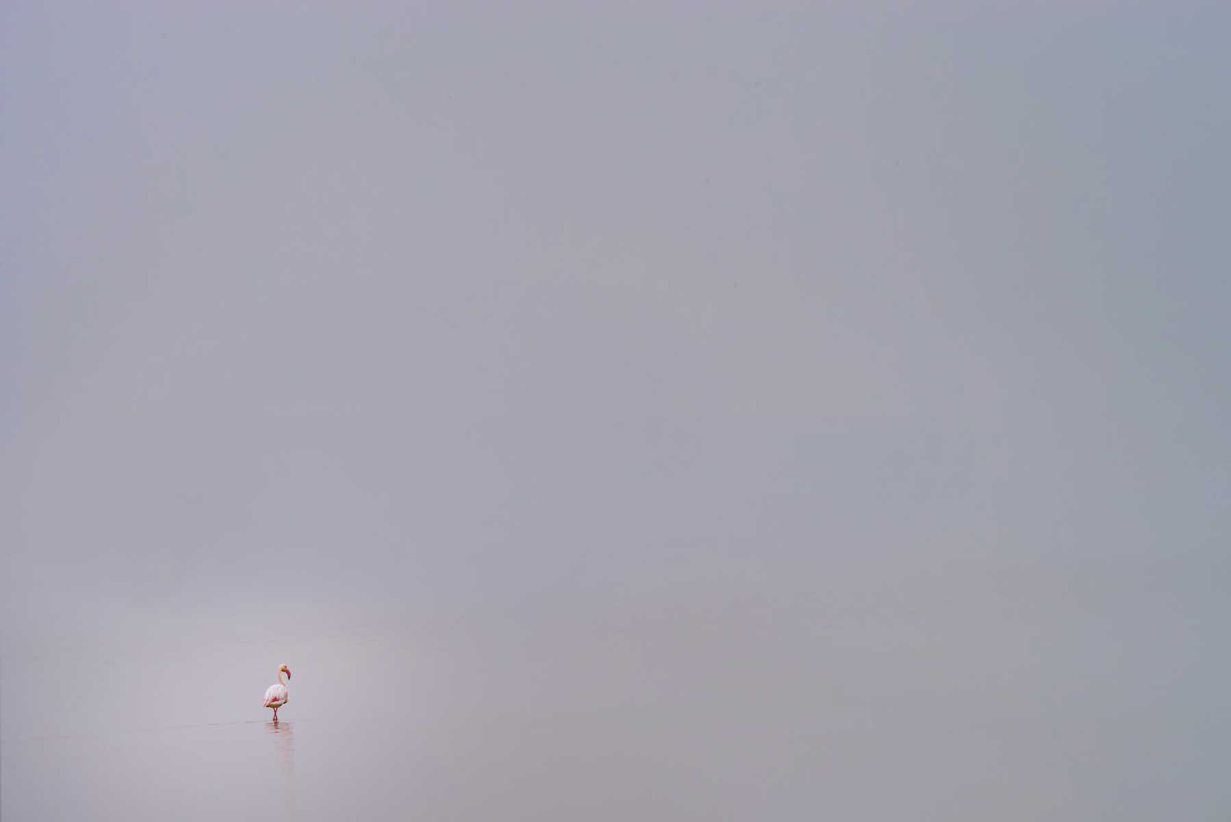 16_minimal-fenicottero-pink-flamingo