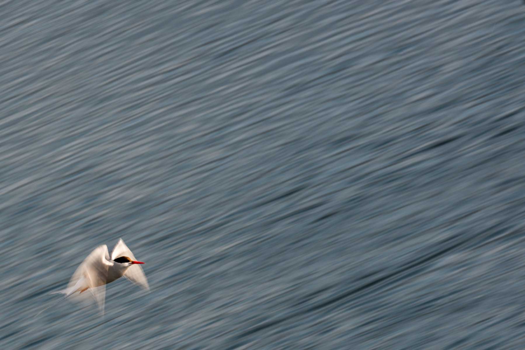 19a_panning-sterna