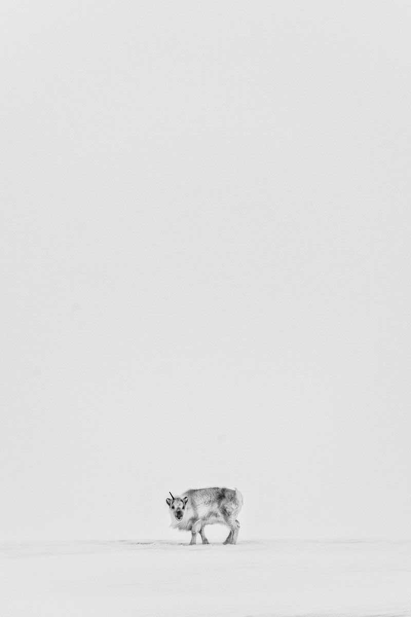 2-viaggio-fotografico-svalbard-renna