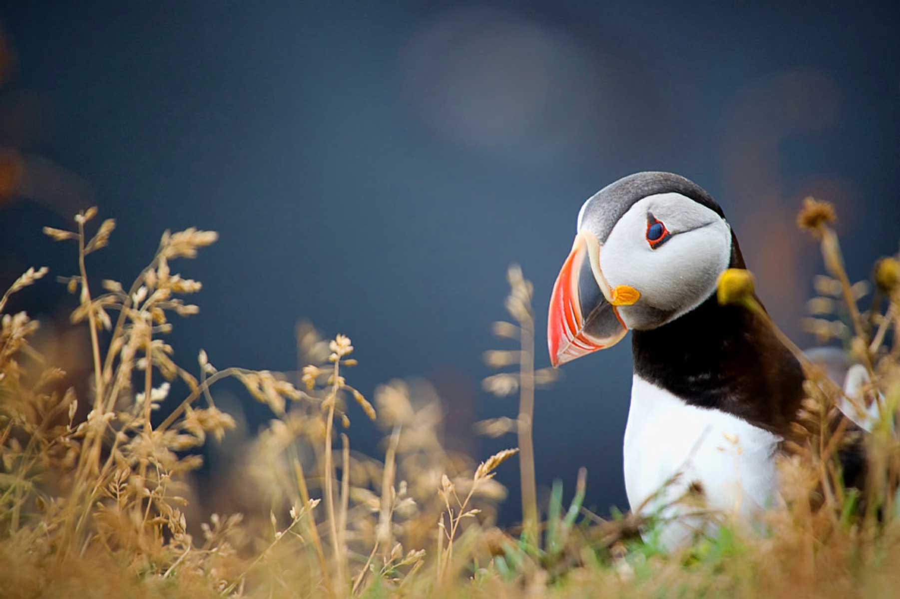 22b-puffin