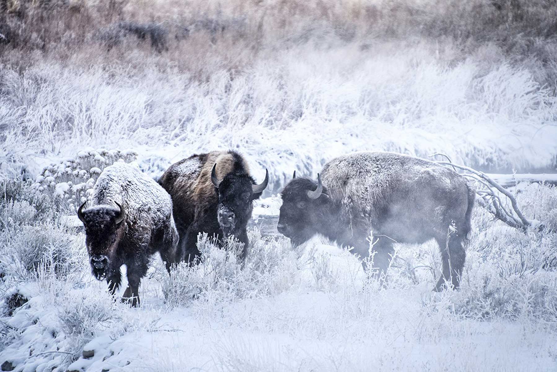 23-bisonti-neve