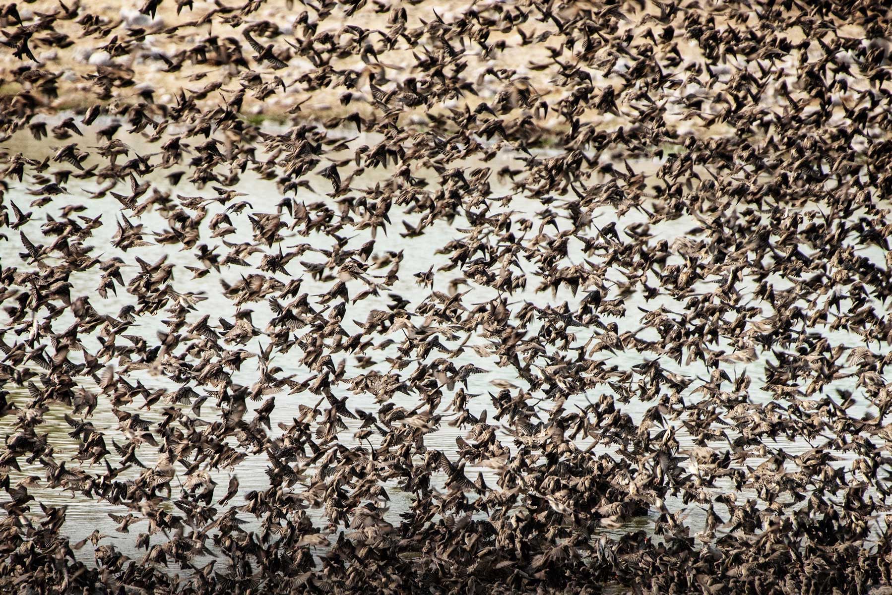 26_pattern-storni-namibia