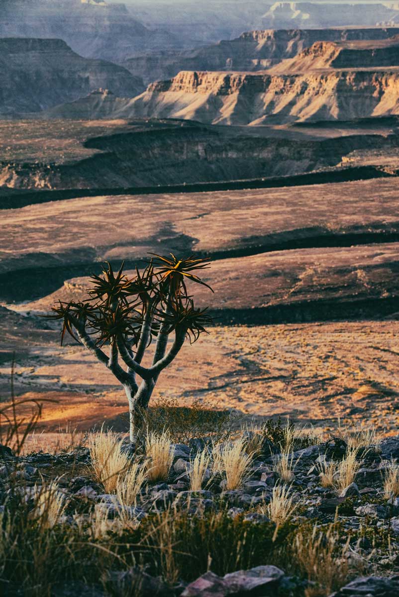 26b-fish-river-canyon-albero