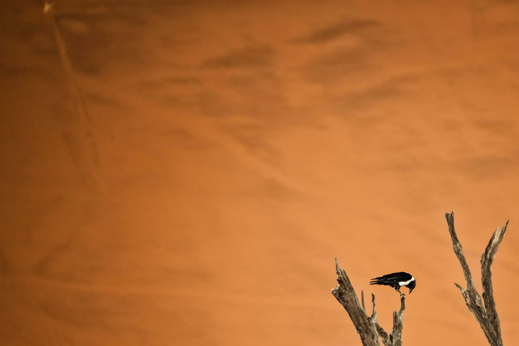 30_corvo-deadvlei-namibia-dune