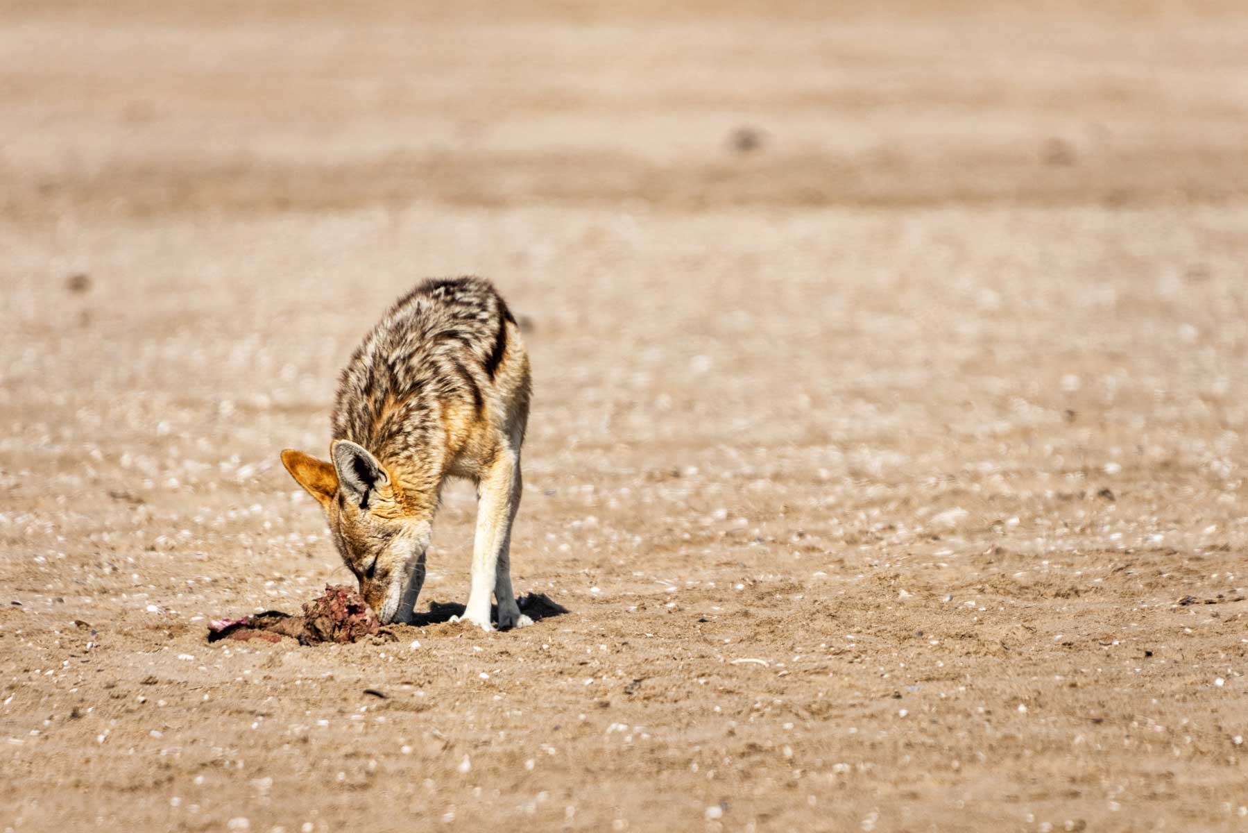 36-Namibia-viaggi-fotografici-nikon-school-travel-elisabetta-rosso-landscape121