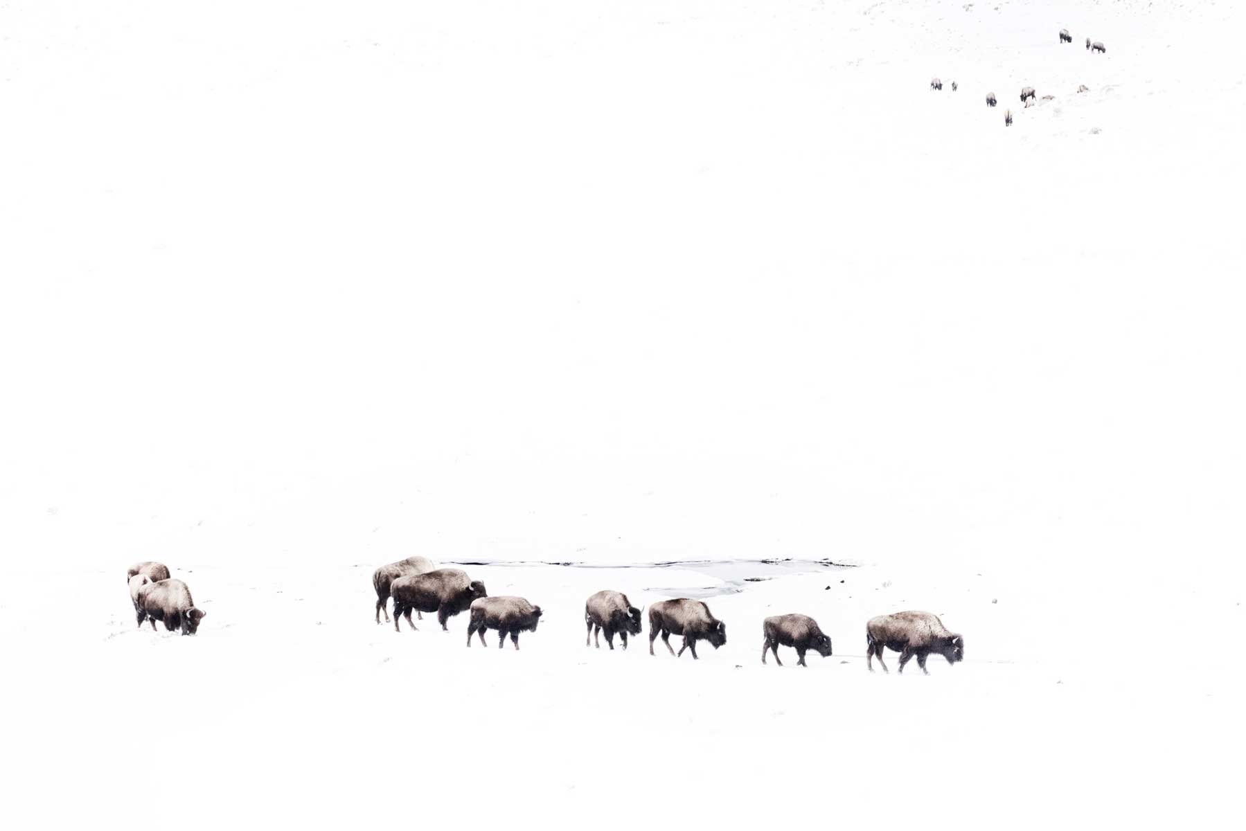 3_bisonti-yellowstonejpg