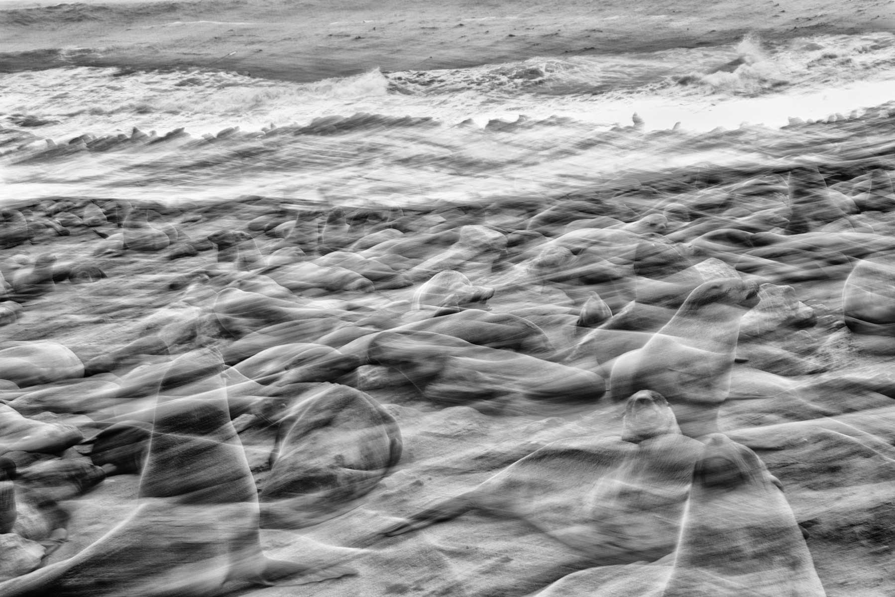 42-mosso-creativo-otarie-namibia