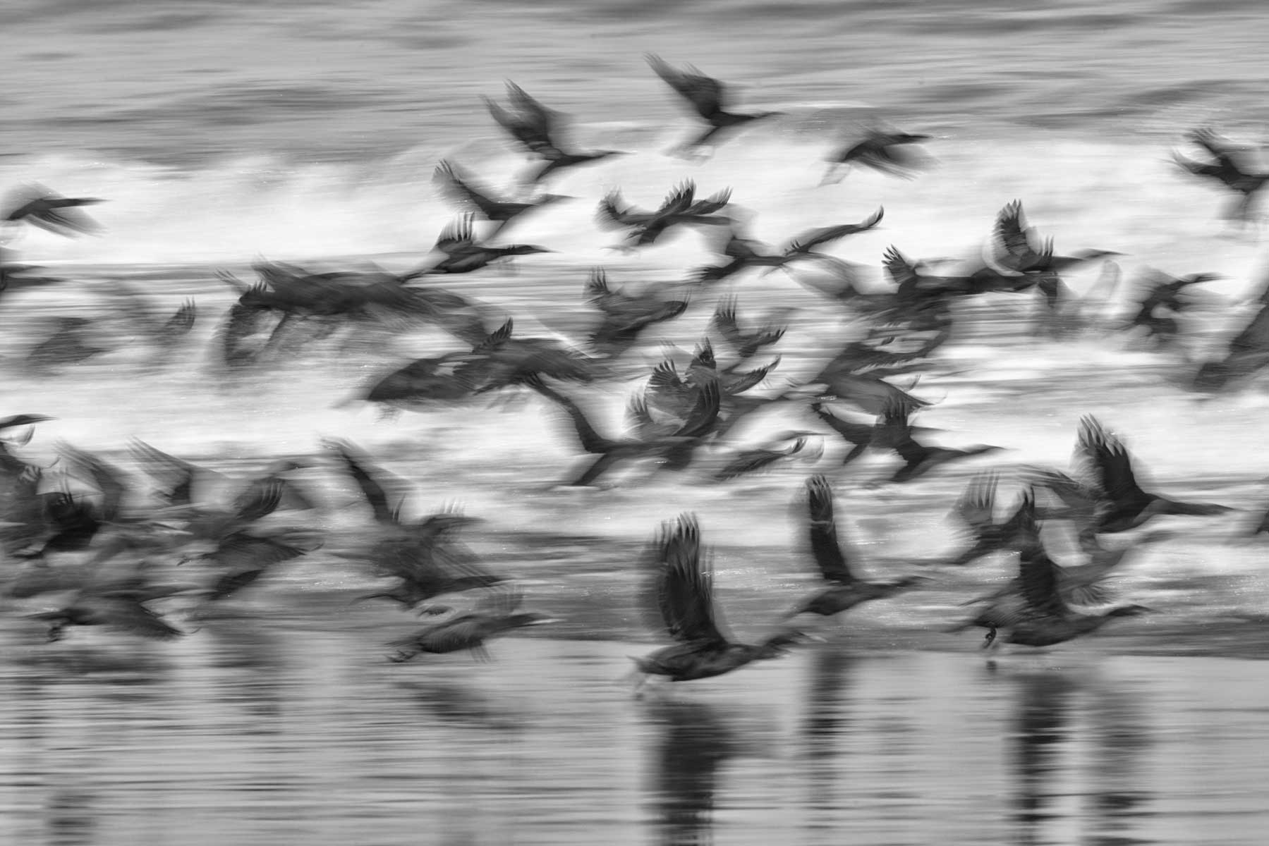 42_cormorani-panning-mosso-namibia