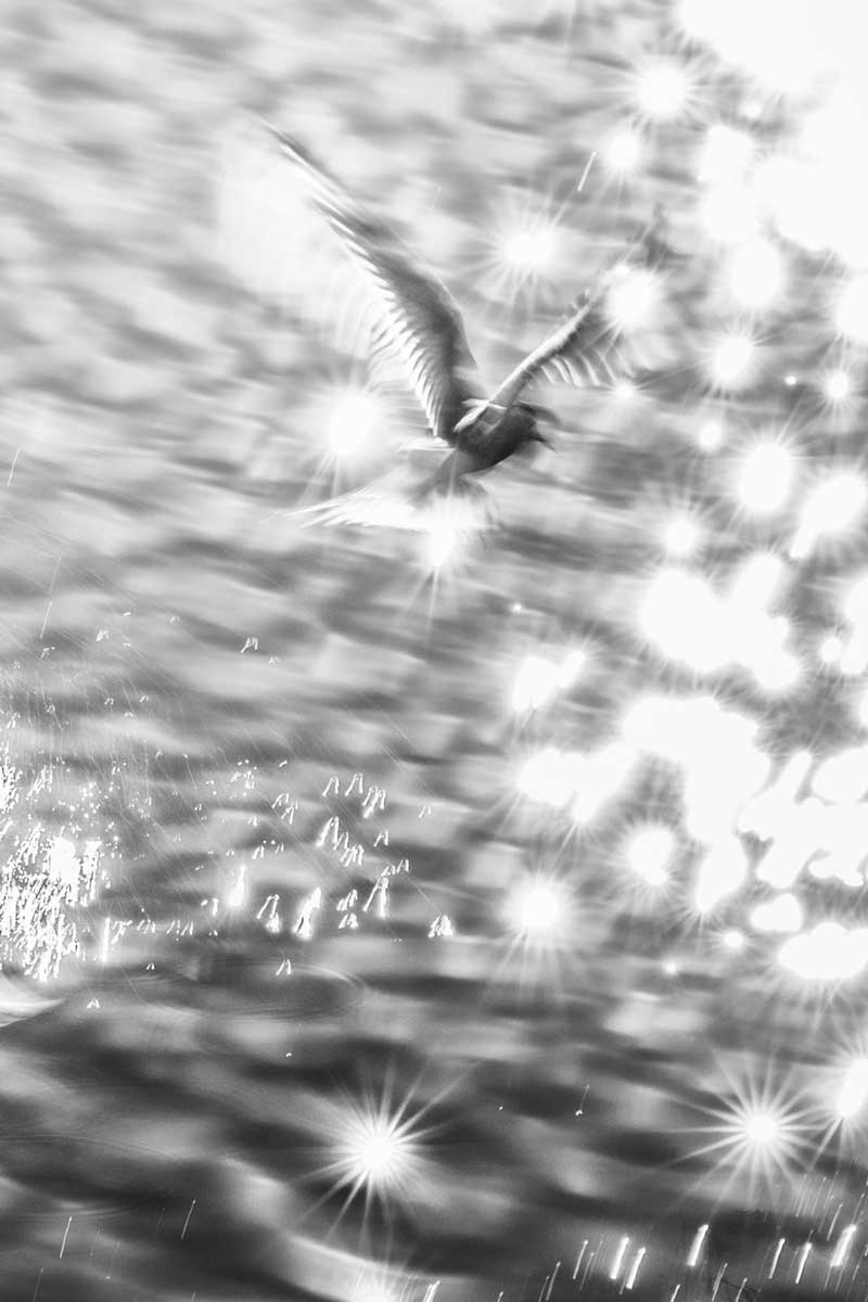 42a_mosso-sterna-fotografia-creativa