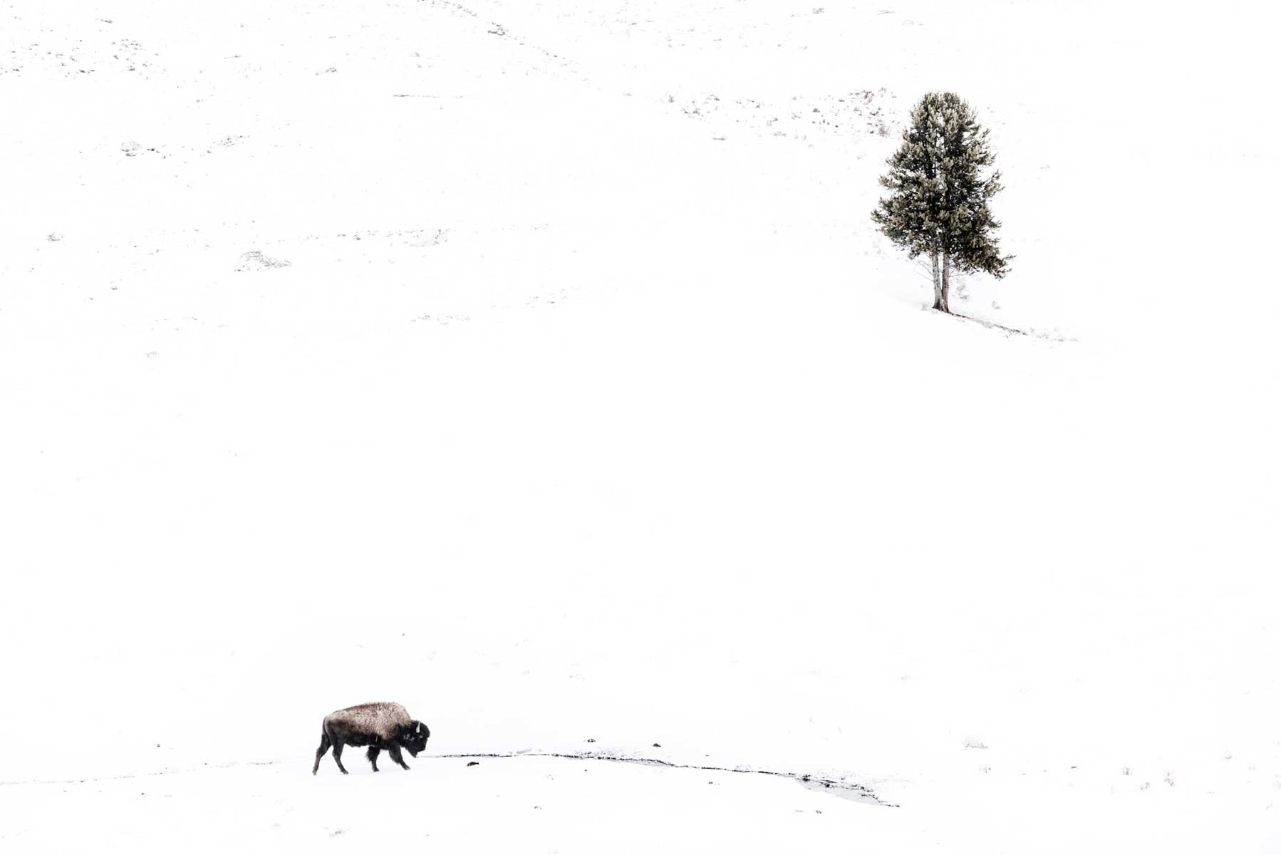 4_yellowstone-bisonte-e-albero