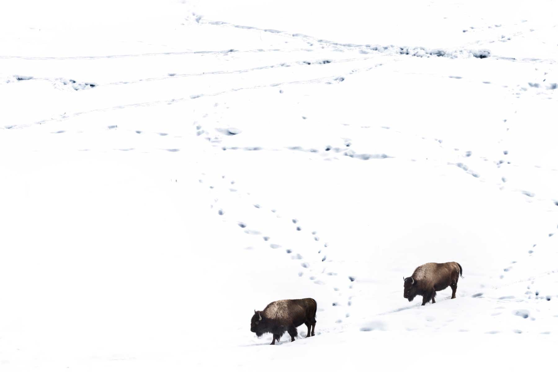 5_coppia-bisonti-yellowstone-nevejpg