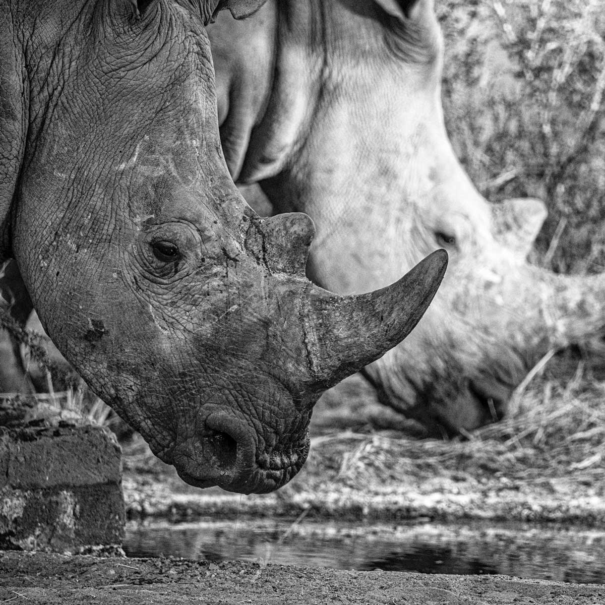 Nikon-School-Namibia-Elisabetta-Rosso1_rhino