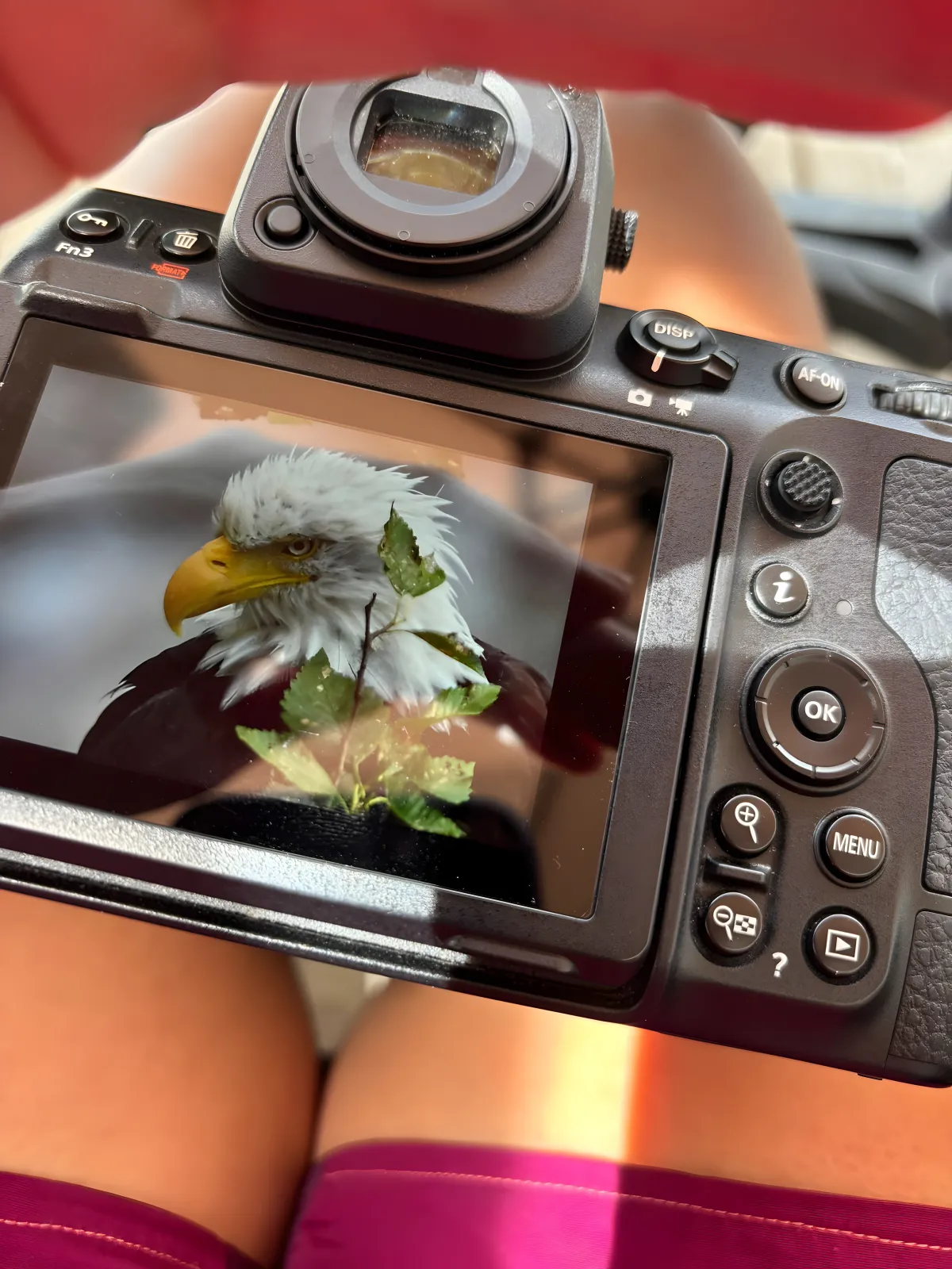 Viaggio fotografico Canada, aquila di mare testabianca sullo schermo della fotocamera