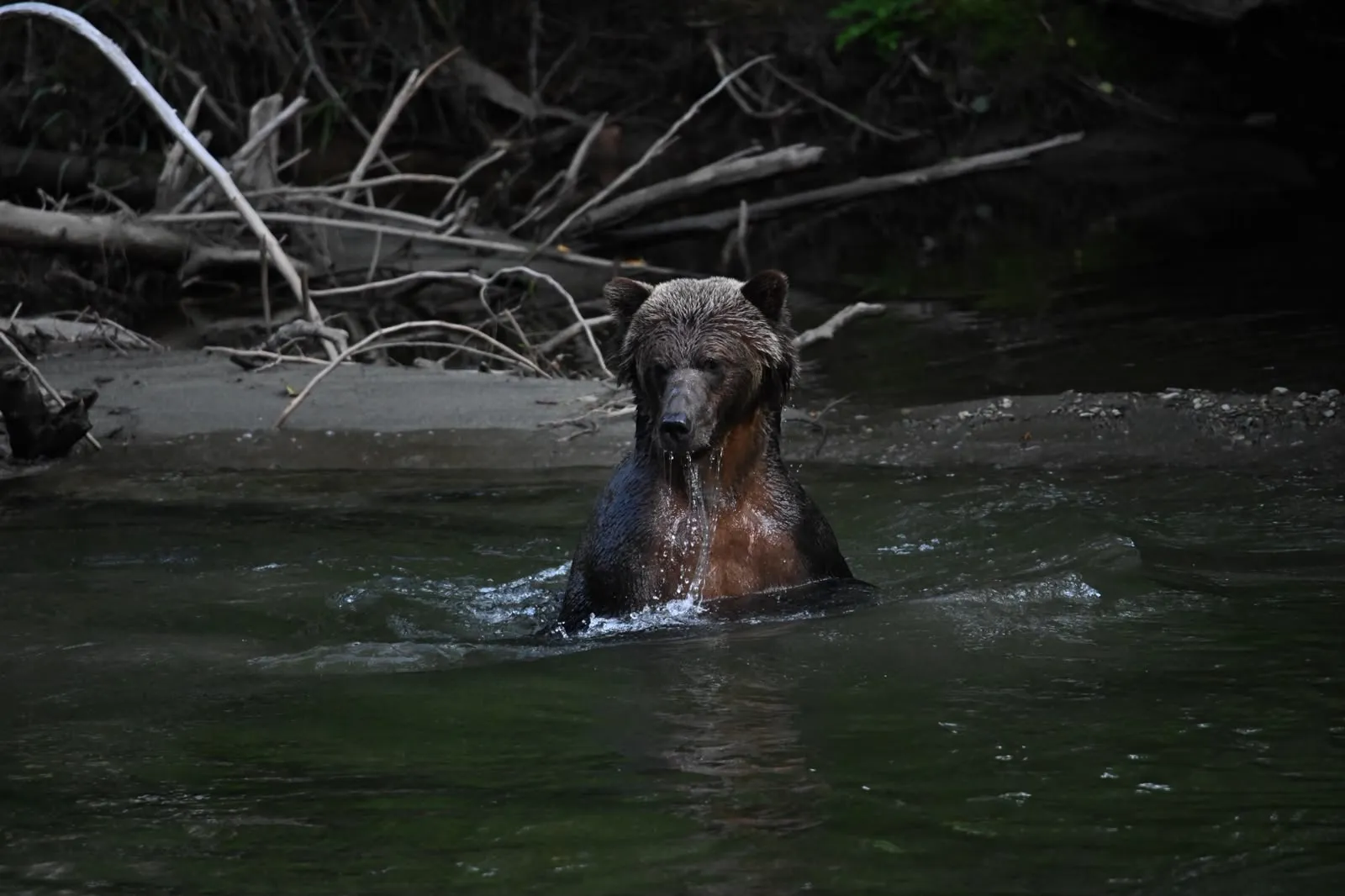 Viaggio fotografico Canada, grizzly nel fiume a Bella Coola