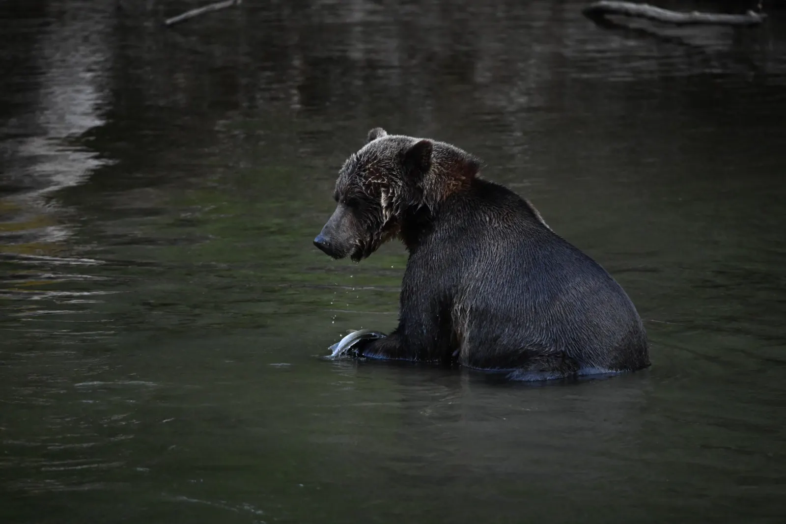 Viaggio fotografico Canada, grizzly che pesca il salmone nel fiume a Bella Coola