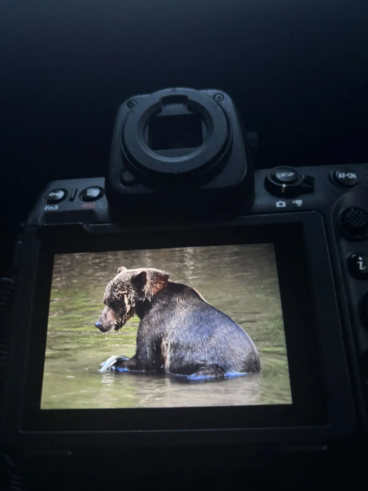 Viaggio fotografico Canada, scatto del grizzly sullo schermo della fotocamera