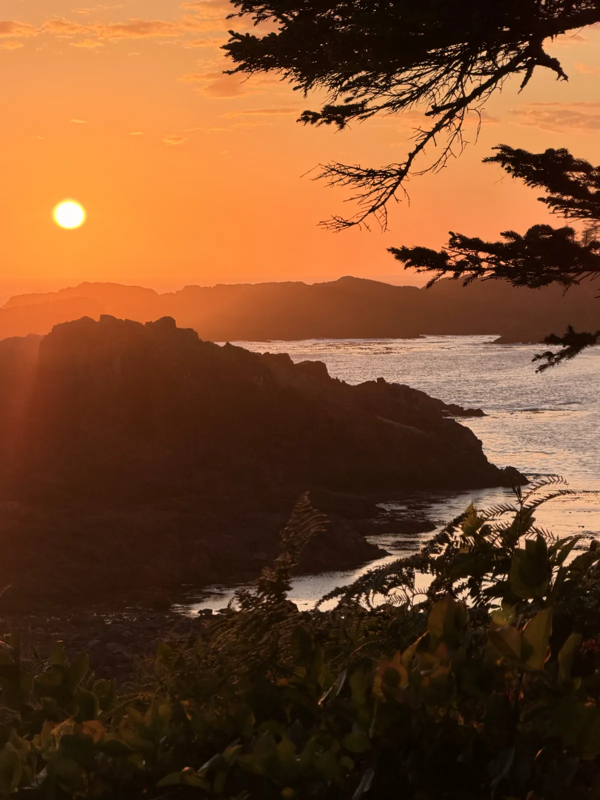 Viaggio fotografico Canada, isola nella nebbia, costa di Tofino