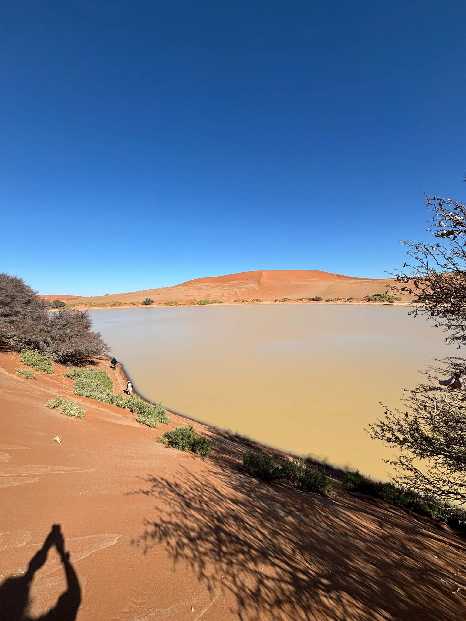 Deadvlei all'alba senza turisti durante un viaggio fotografico in Namibia