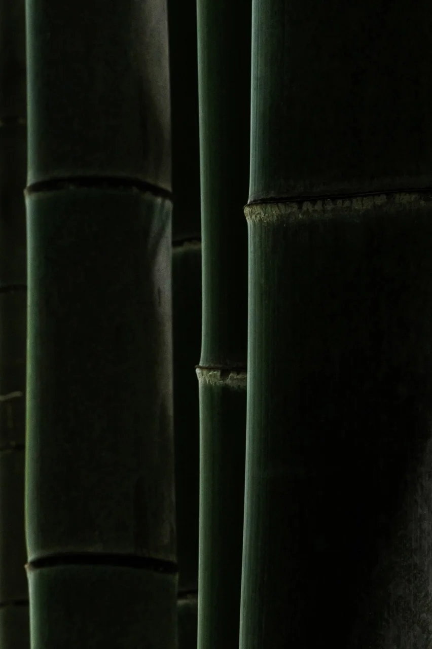 Foresta di bambù di Arashiyama — composizione minimalista, Kyoto