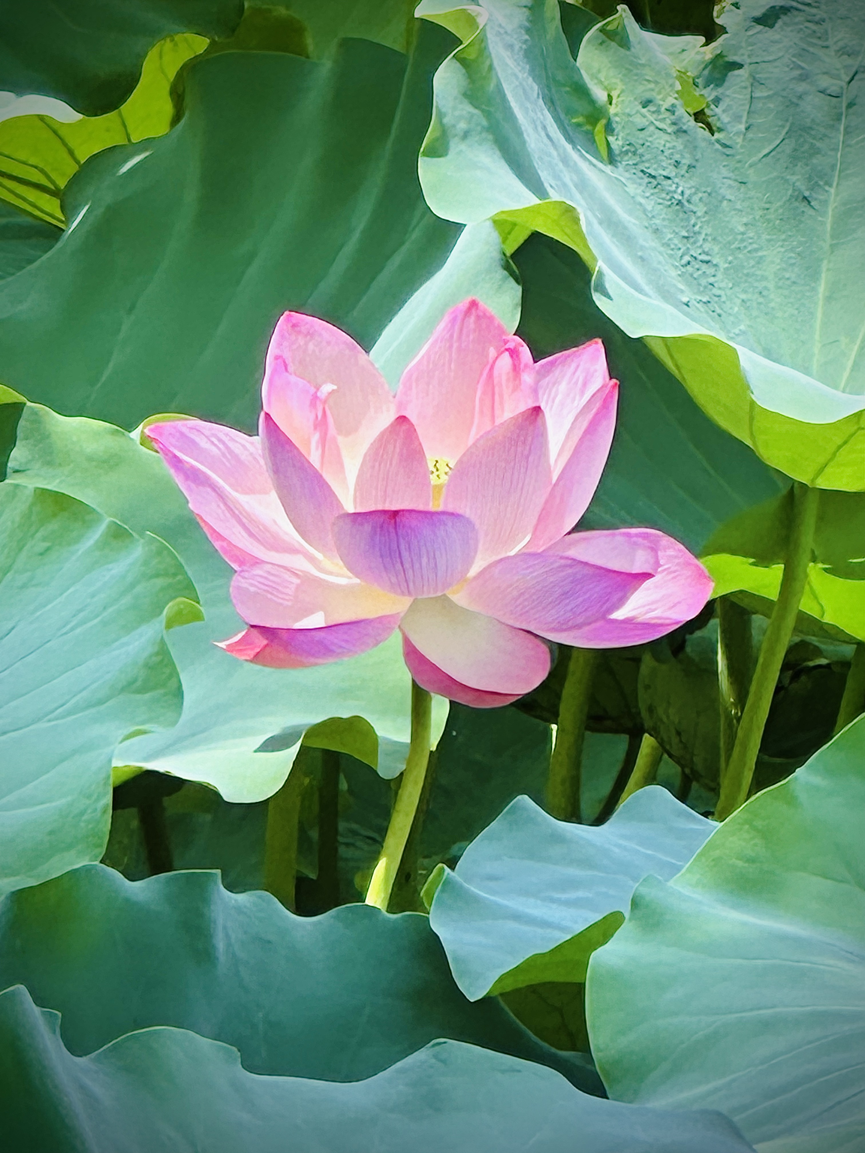 Fiore di loto in primo piano — fotografia macro Giappone