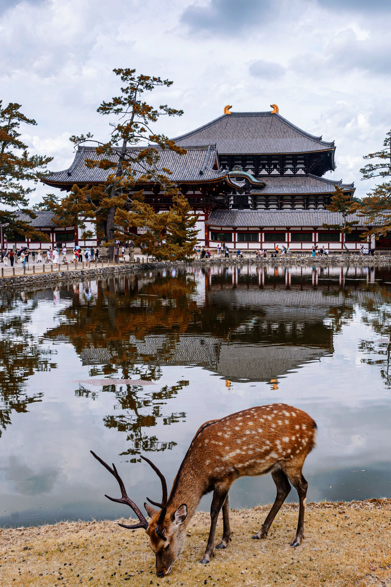 Cervo tra i templi di Nara — natura e spiritualità