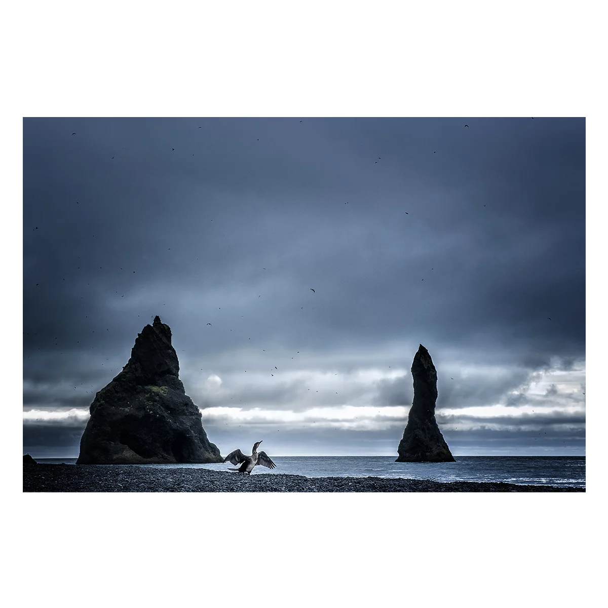 Cormorano — Fine Art