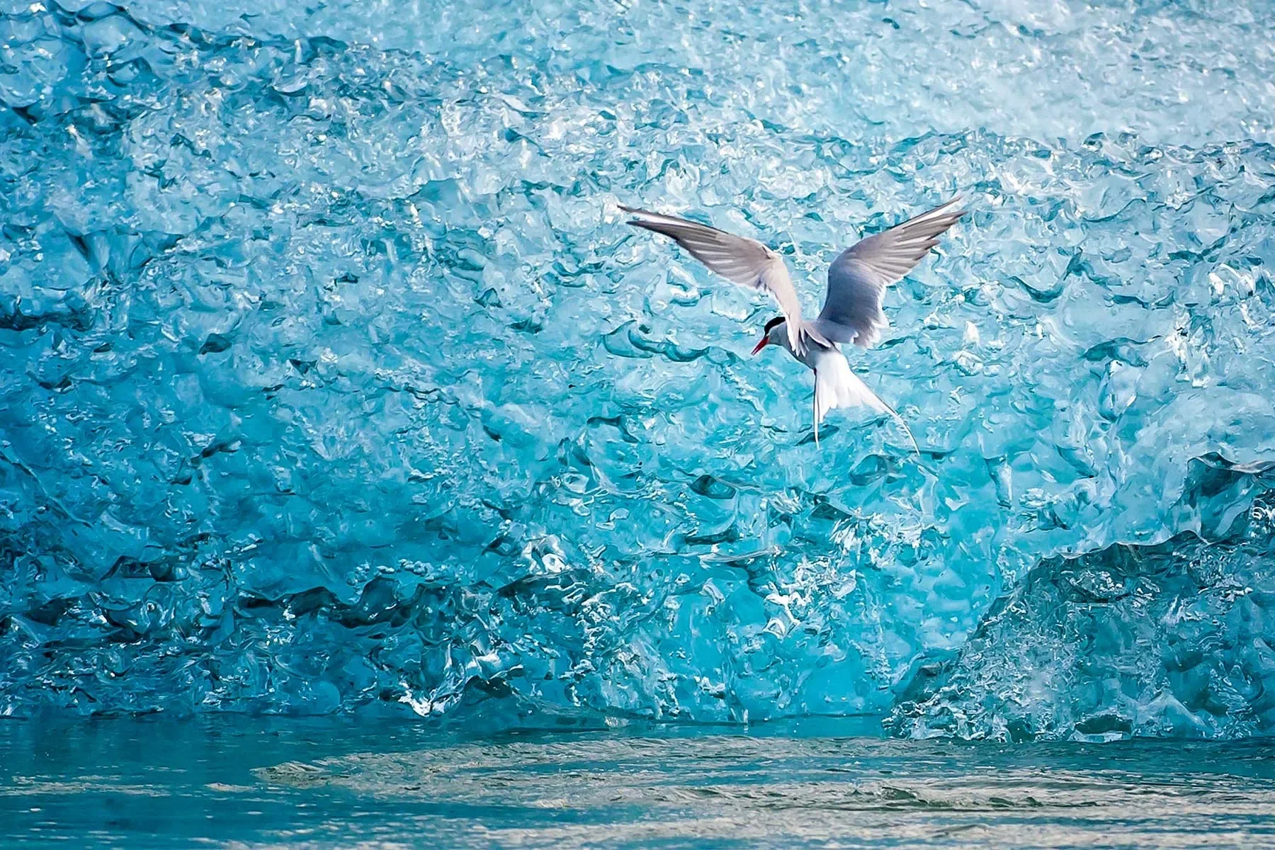Sterna sul ghiaccio