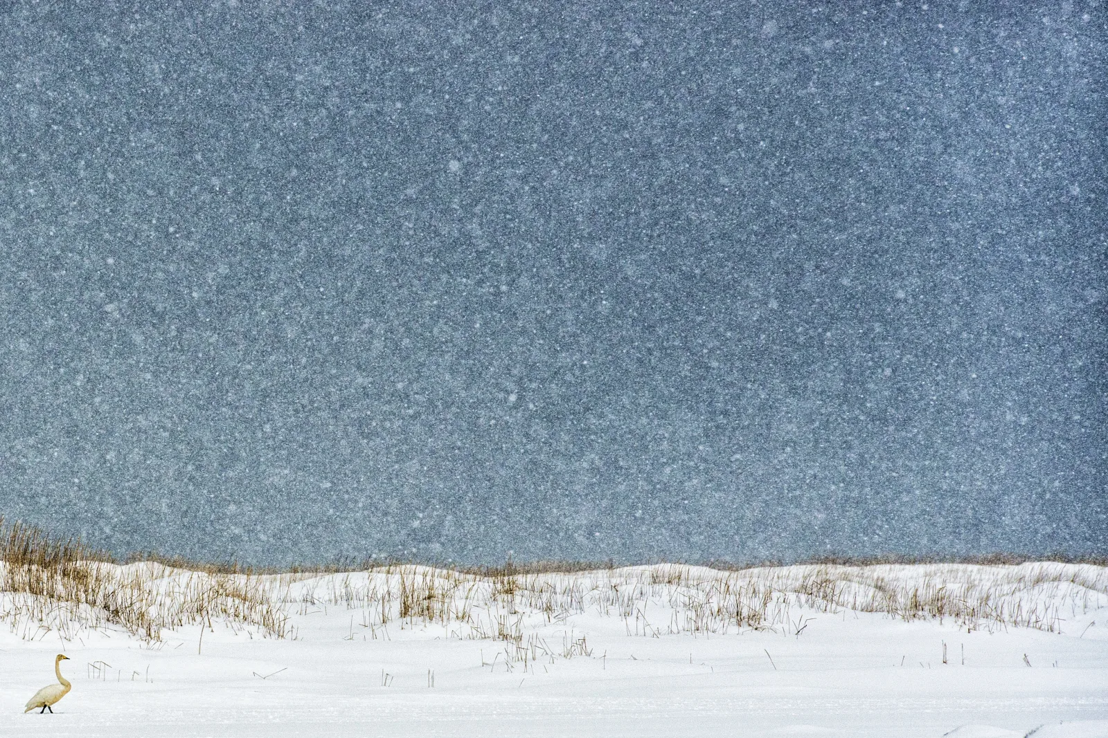 Il cigno premiato National Geographic, fotografia di paesaggio in bianco e nero di Elisabetta Rosso