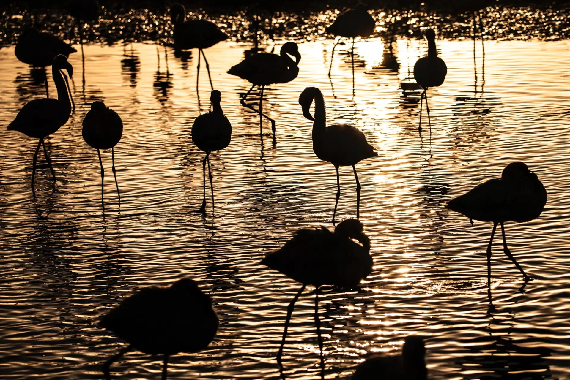 Fenicotteri al tramonto