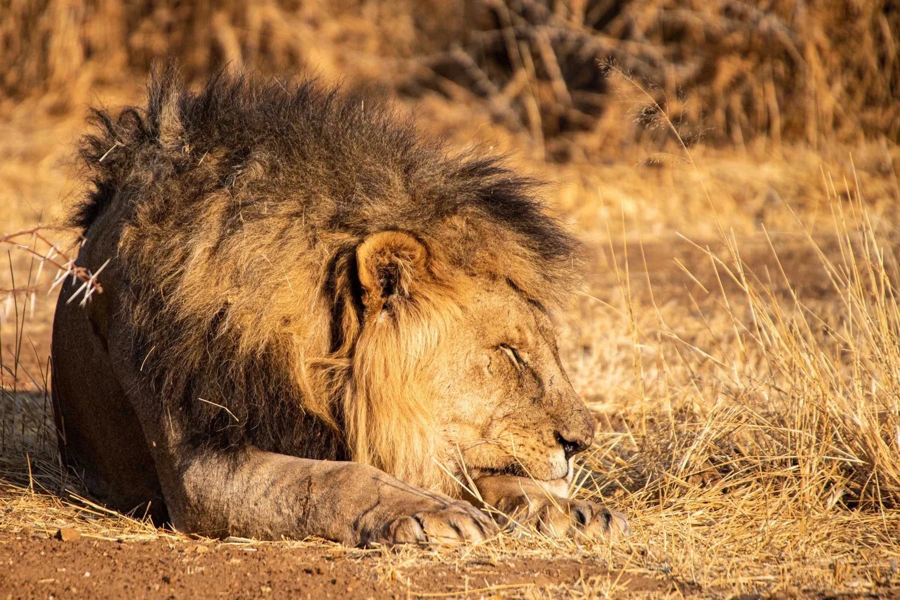 Leone ritratto Etosha Namibia