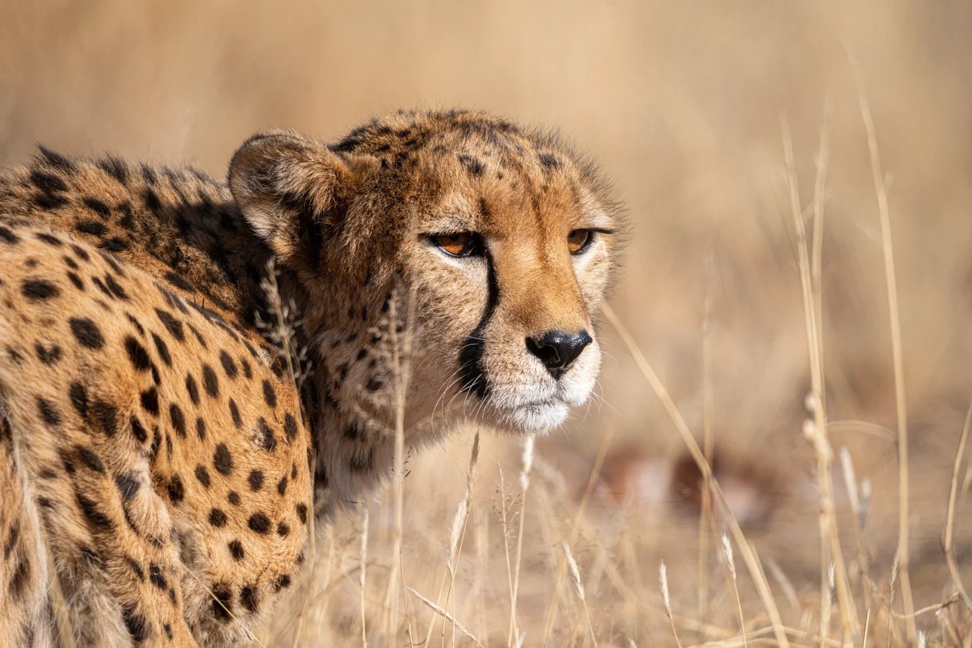 Leonessa nella savana dell'Etosha