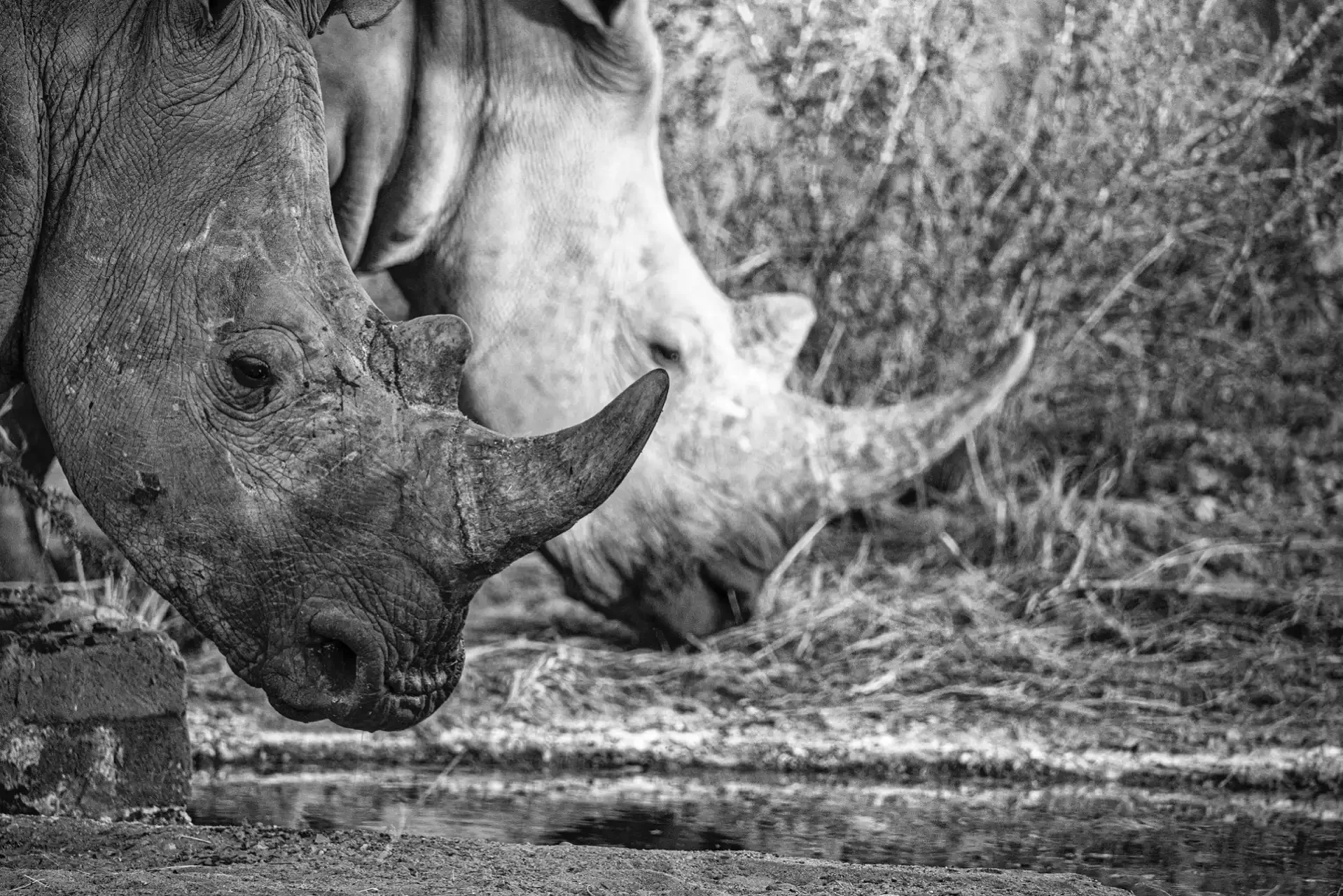 Rinoceronti in bianco e nero