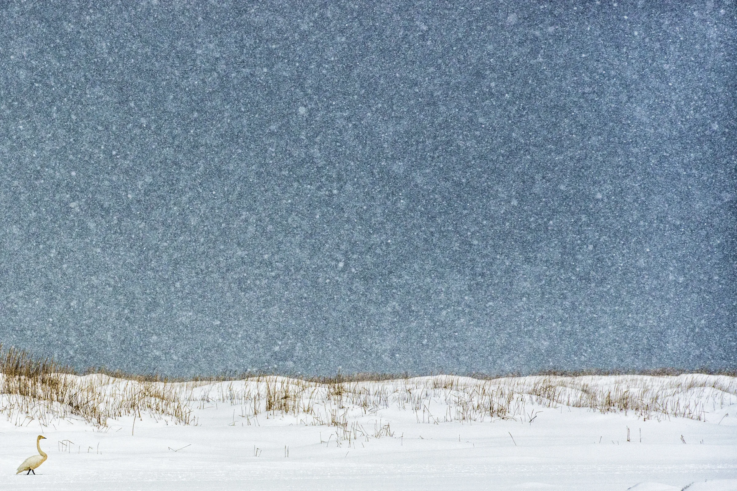 Aurora boreale, Islanda — fotografia vincitrice del concorso National Geographic Luoghi e Paesaggi