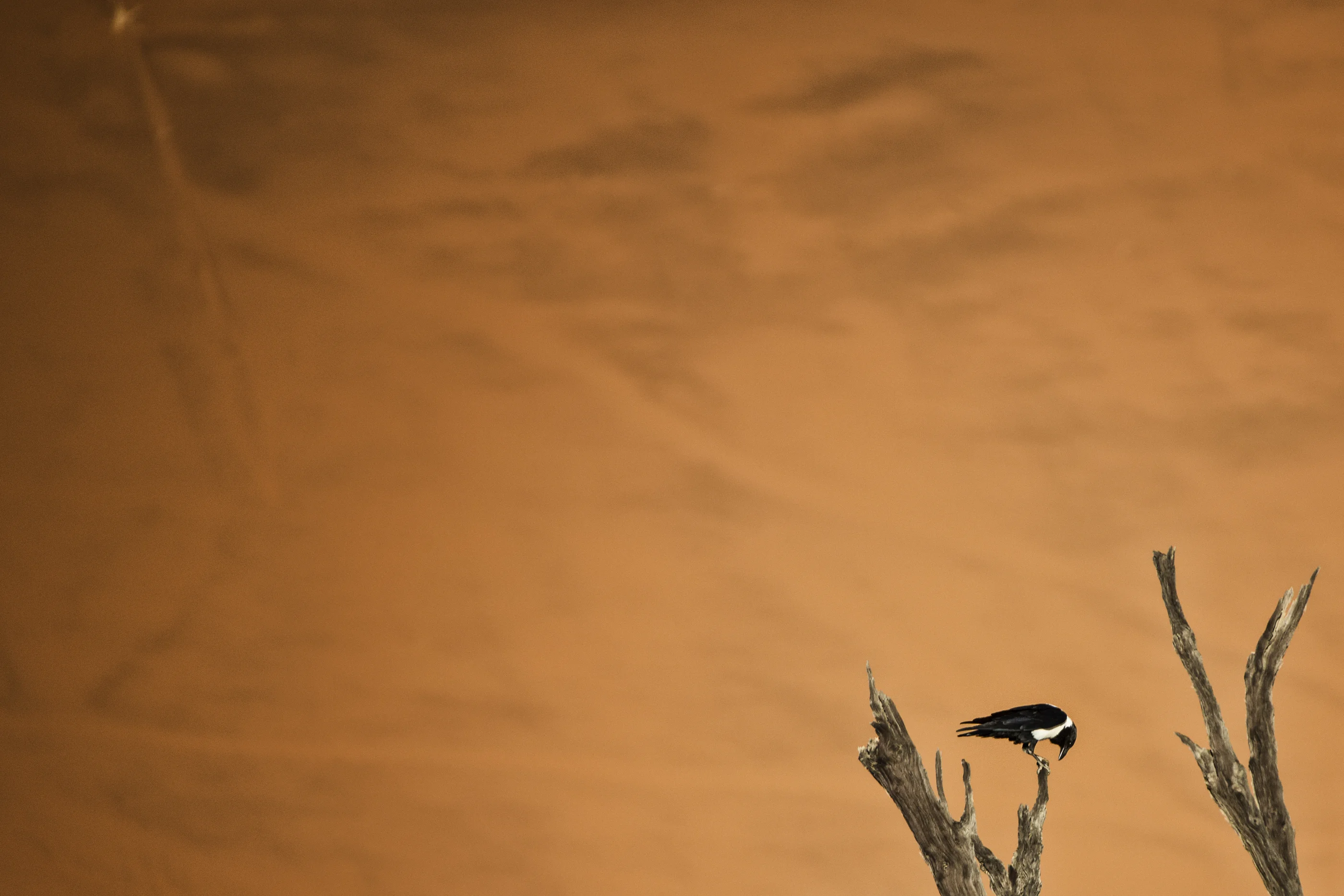 Namibia — uccello solitario nel paesaggio, il respiro dello spazio sopra il soggetto