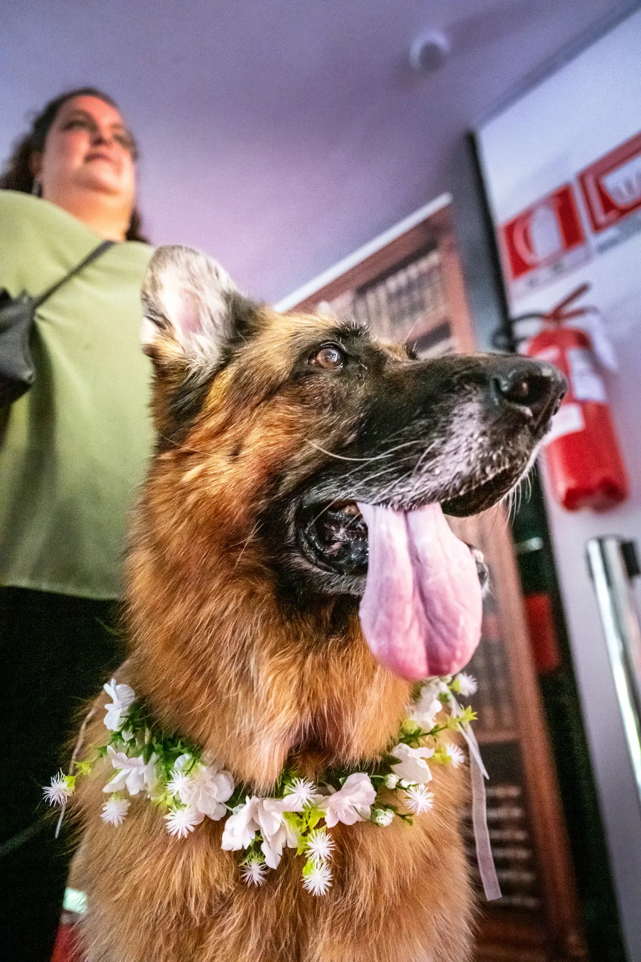 Cane con corona di fiori alla cerimonia di matrimonio al Chesal di Bardonecchia