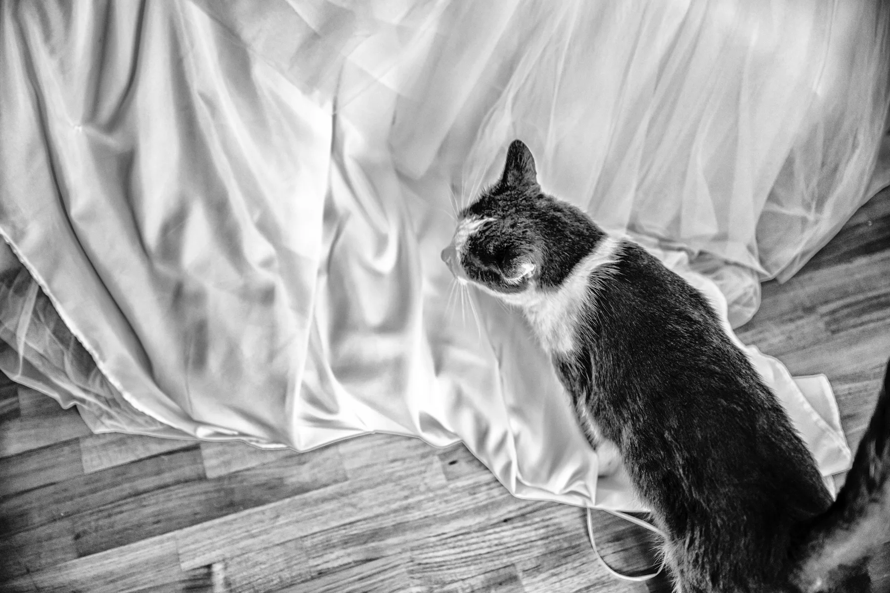 Dettaglio del matrimonio a Palazzo La Marmora, Biella, fotografia in bianco e nero
