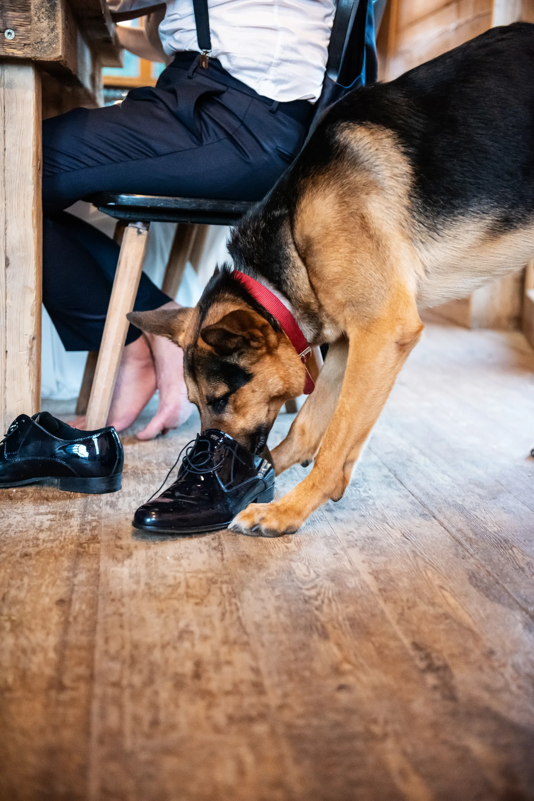 Il cane degli sposi, dettaglio del matrimonio, Bardonecchia