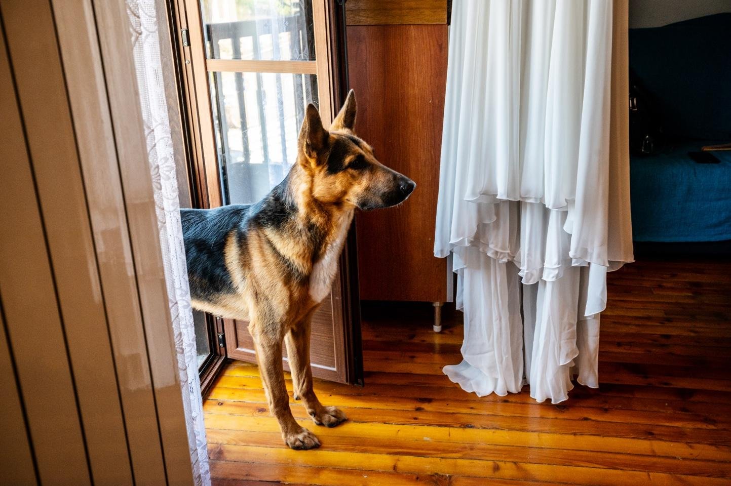 Cane al matrimonio in montagna — momenti spontanei