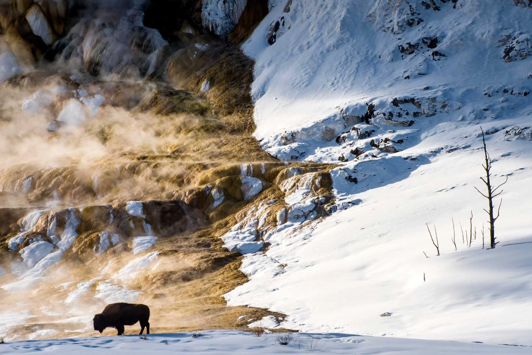 Bisonte Yellowstone