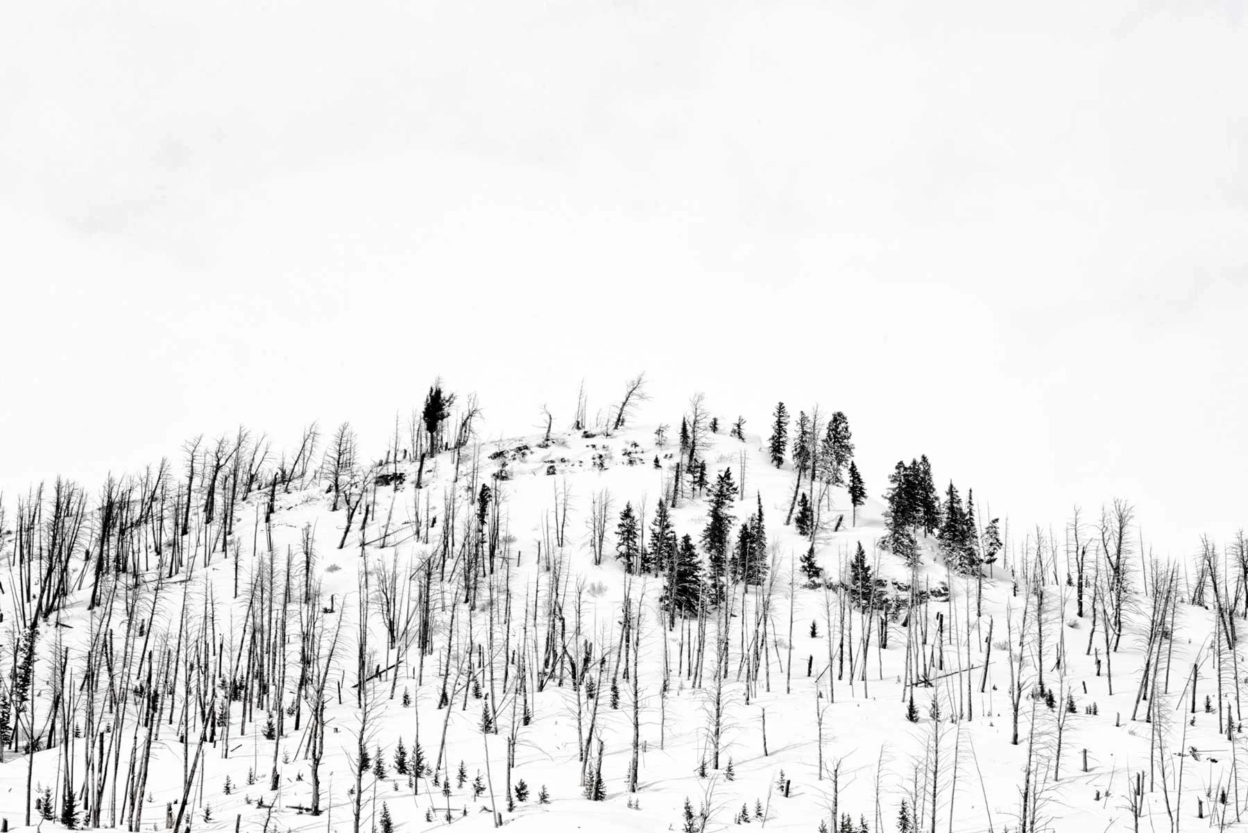 Paesaggio Yellowstone