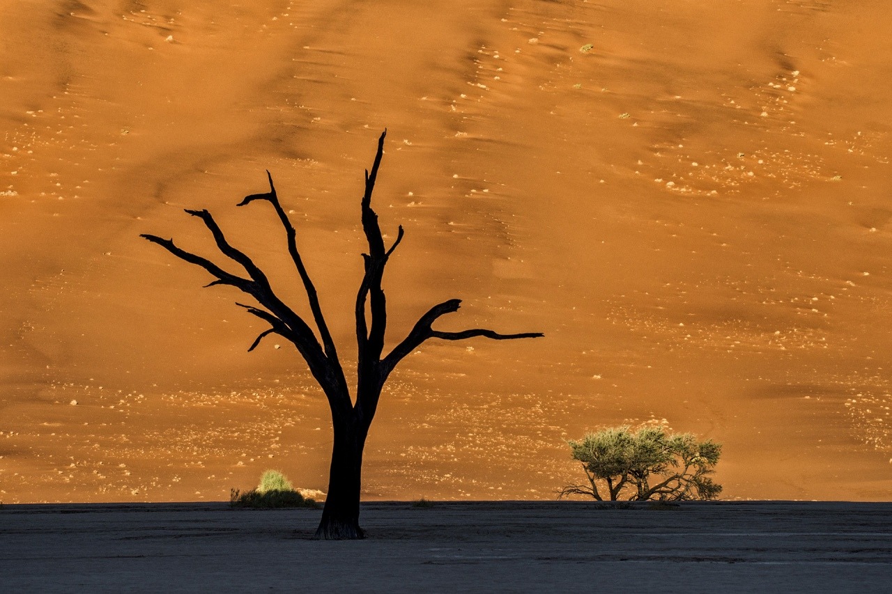 Africa Deadvlei Namibia - Viaggio fotografico in Africa
