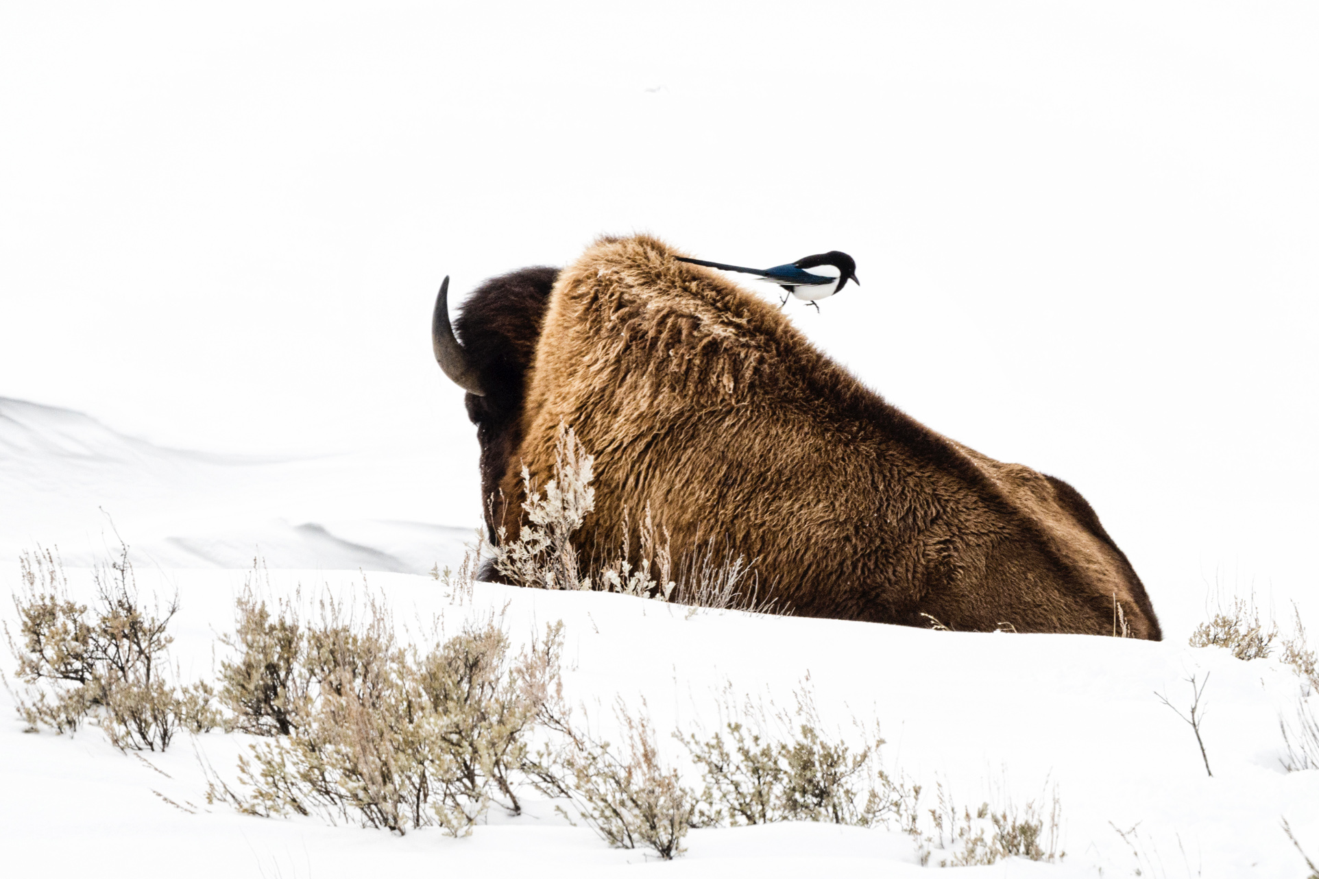 Yellowstone in inverno - Viaggio fotografico