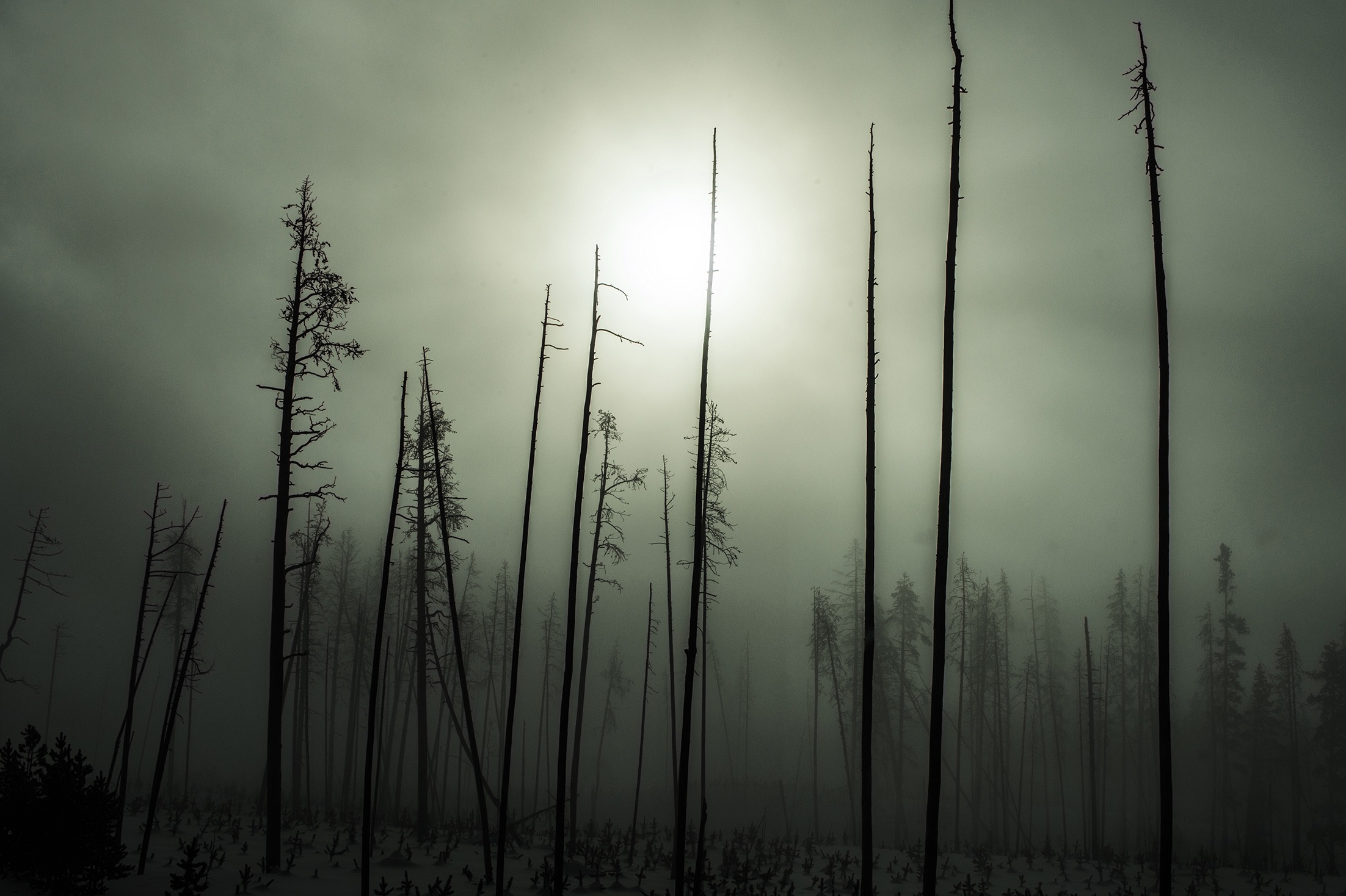 Tera della Gestalt - Immagine esempio Yellowstone in inverno - Viaggio fotografico