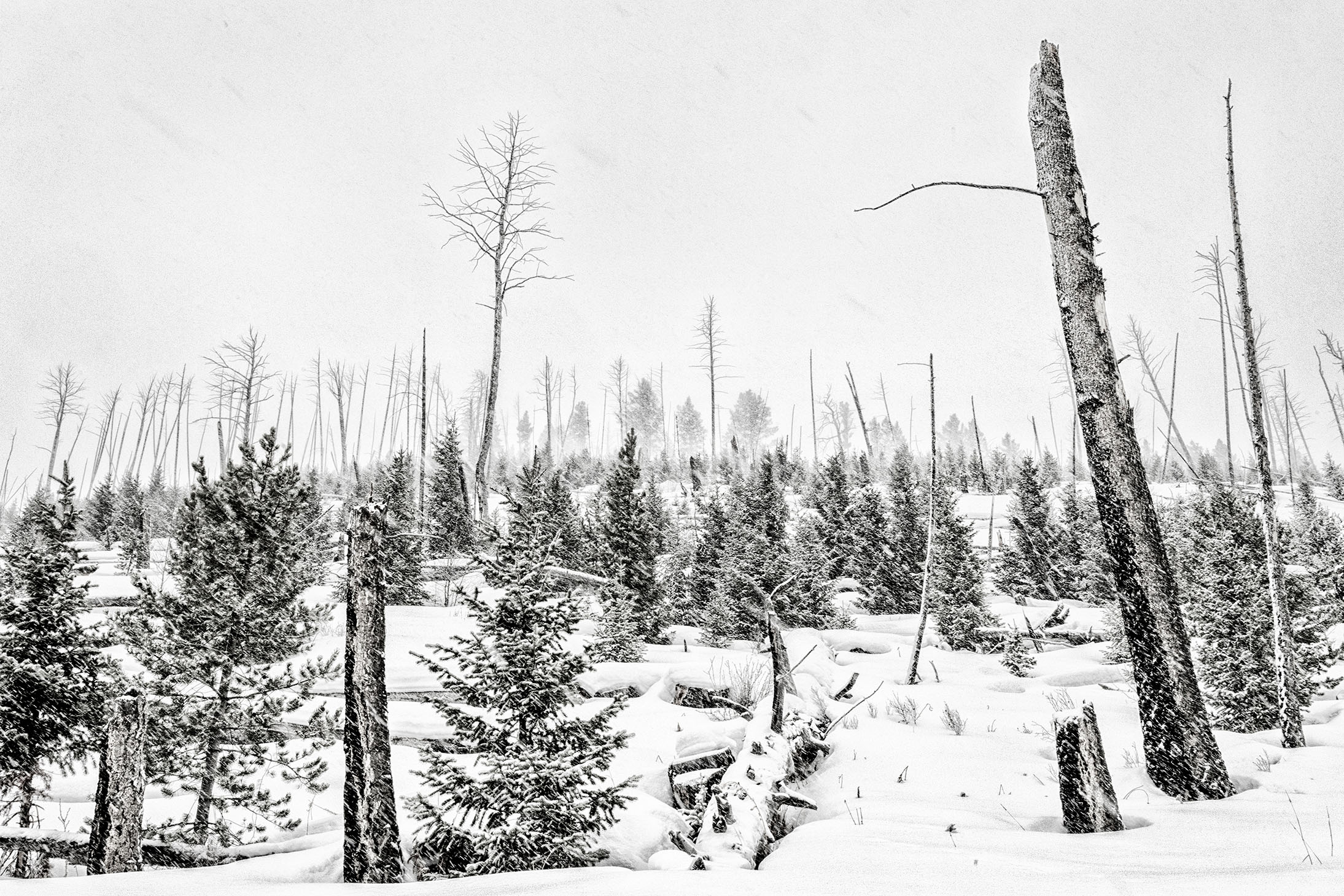 YELLOWSTONE INVERNO - VIAGGIO FOTOGRAFICO