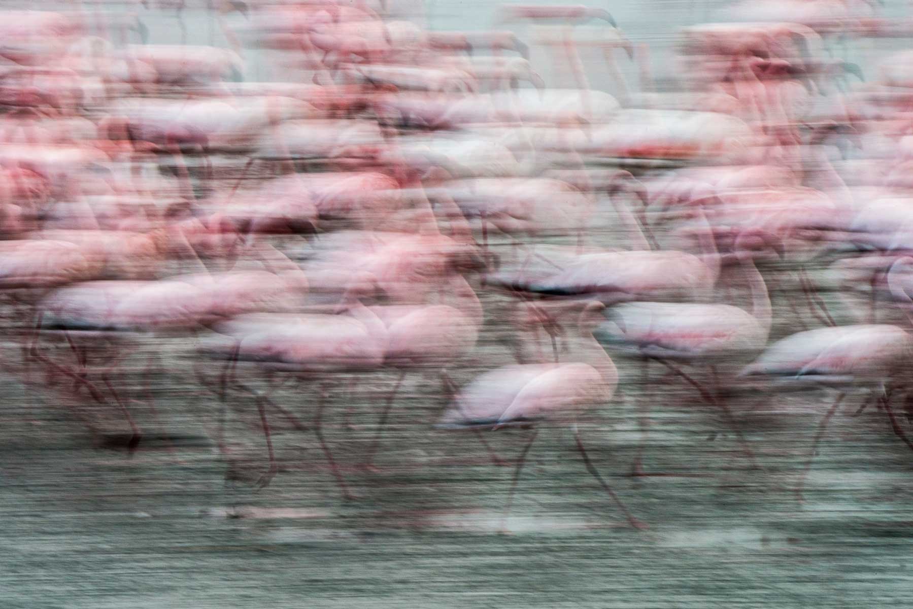17_flamingo-panning
